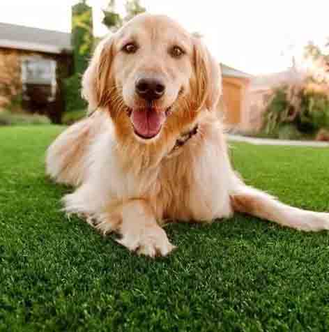 Artificial Grass For Dogs in Dubai